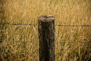 Beyond Concrete Jungles: Rewilding Our Urban Grids for a Sustainable Future