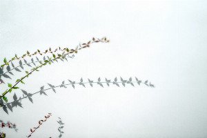 Beyond DNA: How Your Lifestyle Actively Rewrites Your Genetic Story