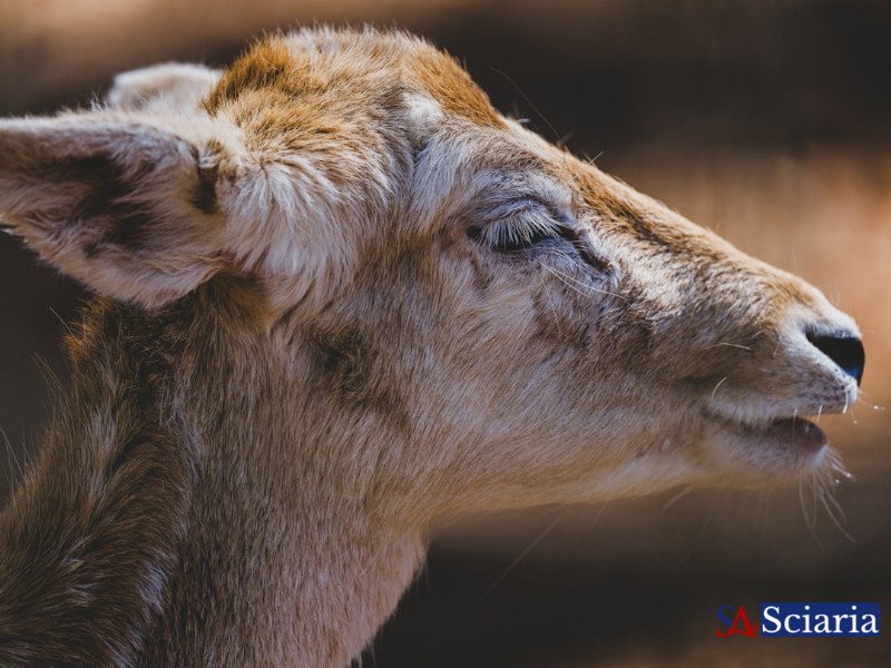 Beyond Instinct and Genes: Unveiling the Rich Tapestry of Animal Culture