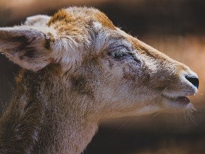 Beyond Instinct and Genes: Unveiling the Rich Tapestry of Animal Culture