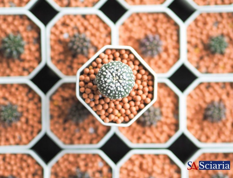 Beyond Silicon: How Living Materials Are Engineering Our Sustainable Bio-Future