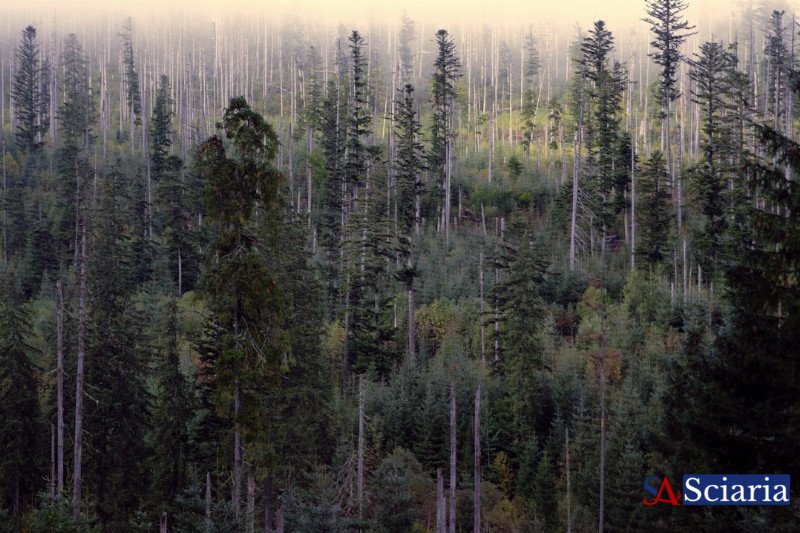 Ghost Forests & Drowned Cities: Climate's Indelible Geographic Footprint