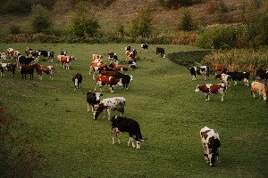 Herd Harmony: The Scientific Path to Stress-Free Livestock and Thriving Farms