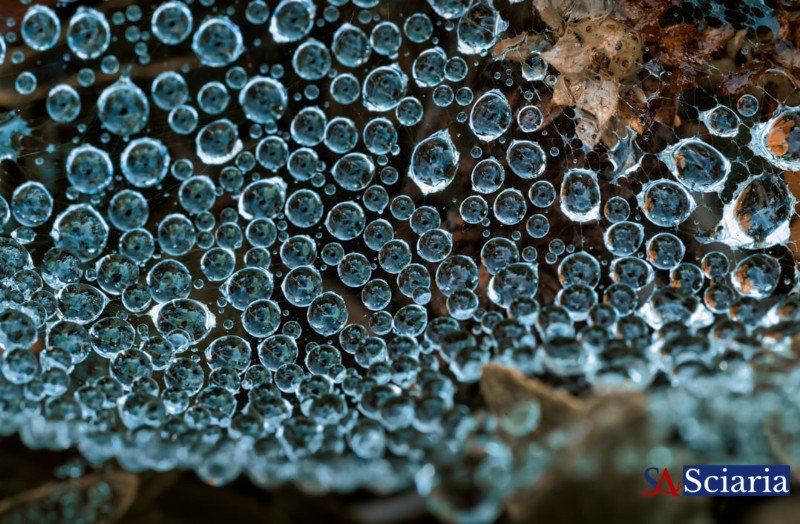 Microbes: Earth's Unseen Architects of Geological Change