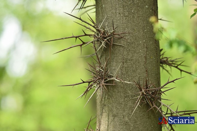 Mycorrhizal Networks: Unearthing the Forest's 'Wood Wide Web'