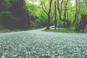 Nature's City Comeback: Rewilding the Asphalt Jungle