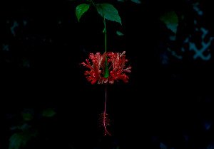 The Botanical Night Shift: Unseen Rhythms of Plant Life