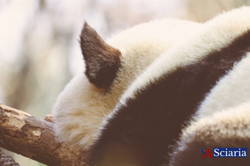 The Evolutionary Paradox: Why Some Animals Carry 'Useless' Traits