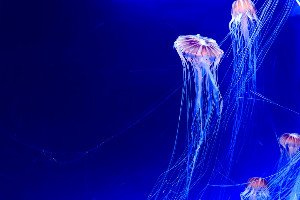 The Immortal Jellyfish: Unlocking Biology's Blueprint for Forever