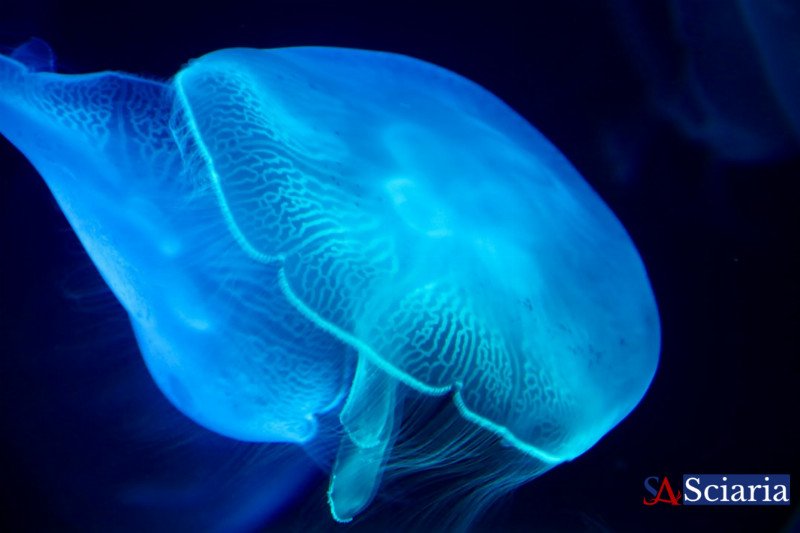 The Immortal Jellyfish: Unlocking Nature's Secret to Eternal Life