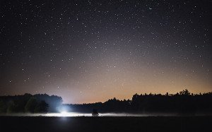 The Quiet Crisis: How Light Pollution Harms Ecosystems Beyond The Stars