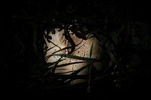 The Silent Symphony: How Animals Master the Language of Light in the Dark