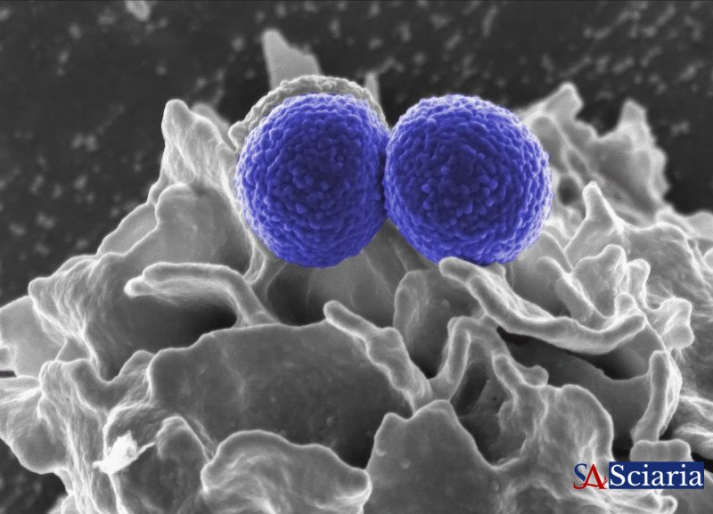 Unlocking the Micro-World: The Secret Language of Bacterial Chatter