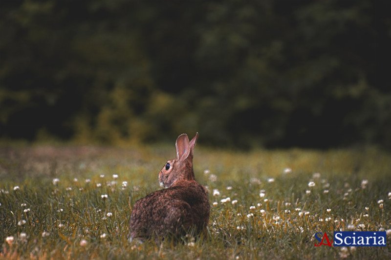 Unseen Worlds: How Animals Sense What Humans Can't