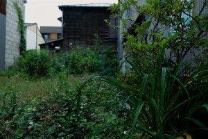 Urban Rewilding: How Greening Our Cities Benefits Everyone